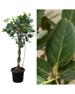 Ficus benghalensis audrey v.40 h.180, twisted