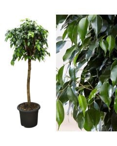 Ficus benjamina danielle v.40 h.170, on a stem