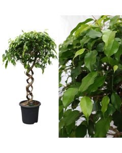 Ficus benjamina exotica v.32 h.140, double spiral