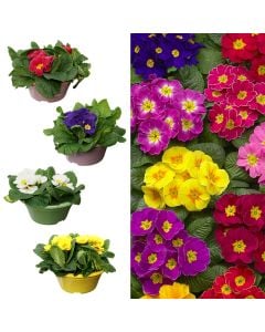 Primula acaulis, mix v.21 h.25