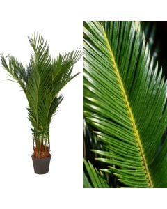 Cycas revoluta v.16 h.65-80