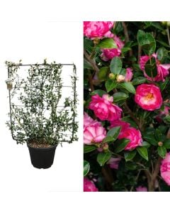 Camellia sasanqua v.45 h.160-170, spalier 110x95