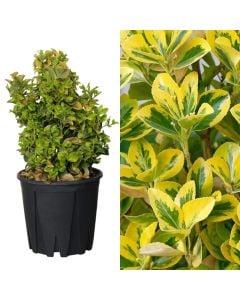 Euonymus japonicus v.25 h.70-80