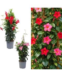 Dipladenia, mandevilla v.15 h.55-60, pyramid