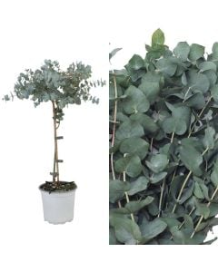 Eucalyptus cineria v.15 h.55-60, stem