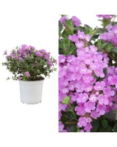 Lantana sellowiana lilla v.16 h.25-40