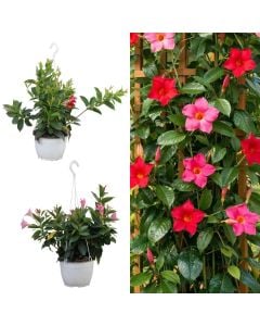 Dipladenia, mandevilla v.20 h.40-50, hanging