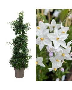 Solanum jasminoides v.21 h.110, piramide