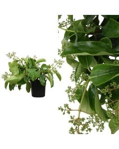 Viburnum lucidum v.17 h.45