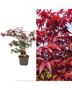 Acer palmatum v.20 h.70