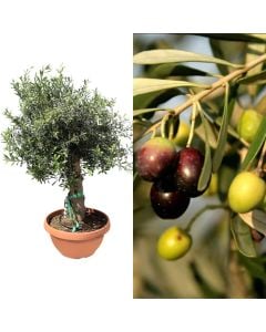 Olive, olea europaea v.65  h.150-170 cm, perimetri 30-40