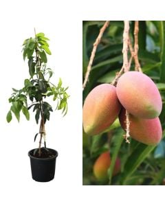Frut egzotik, magnifera indica, mango v.40 h.175-200 cm