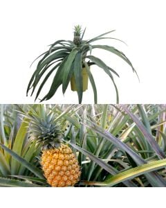 Frut egzotik, Ananas comosus, ananas v.23 h.60-80 cm