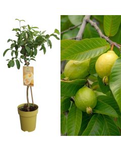 Frut egzotik, psidium guajava, limon v.23 h.80-100 cm