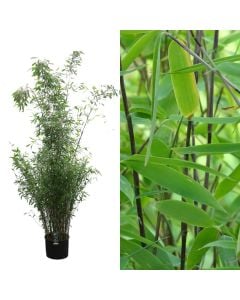 Bambu, bambusa fargesia viking v.38 h.230