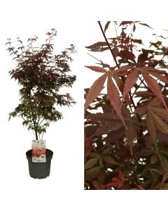 Acer palmatum v.26 h.130-150