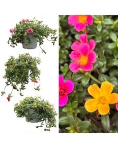 Portulaca v.14 h.20-25