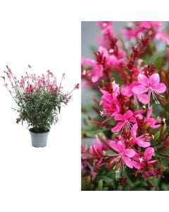 Gaura lindheimeri v.14 h.30-35
