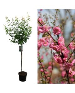 Prunus triloba v.27 h.140-160