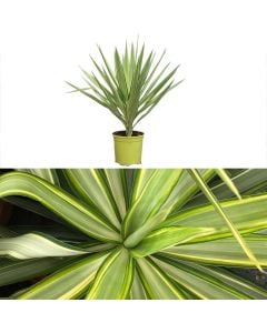 Yucca elephantipes jewel v.21 h.60-70