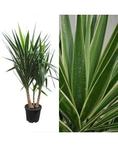 Yucca elephantipes puck, 2 plant v.28 h.150