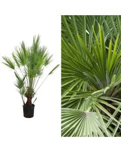 Chamaerops humilis v.24 h.130