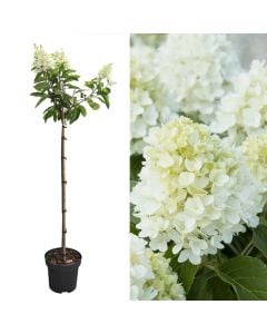 Hydrangea paniculata v.27 h.190