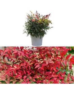 Nandina obsessed v.17 h.40
