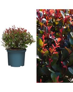 Photinia little red robin v.23 h.45-60