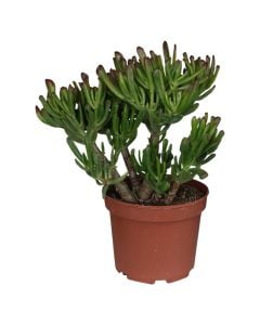 Crassula v.17 h.30