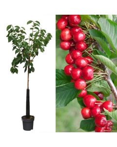 Peme frutore qershi, prunus avium lapins v.27 h.230