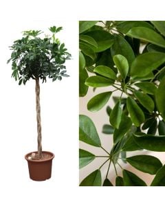 Schefflera compacta v.40 h.180, twisted stem