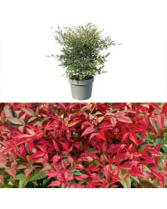 Nandina obsessed v.24 h.60-80