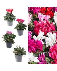 Cyclamen mix v.14 h.30