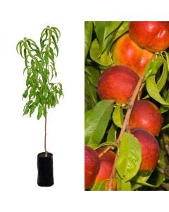 Fidan nektarinë v.19 h.162