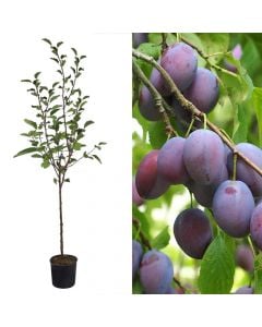 Pemë frutore "kumbull" V.19