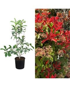 Fotinja red v.17 h.80