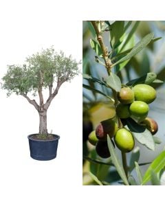 Ulli, olea europaea, v.80  h.300-350 cm