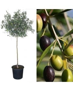 Olive v 26