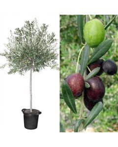 High-top olive tree v.35 h.250