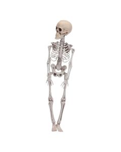 Skeleton, plastik, 42 cm, 1 copë