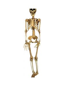 Skeleton, plastik, 90 cm, bezhë, 1 copë