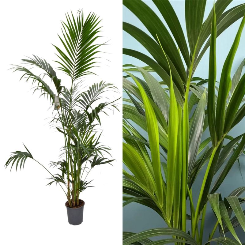 Kentia (Howea) forsteriana en Baq Gradient Lee main image 1