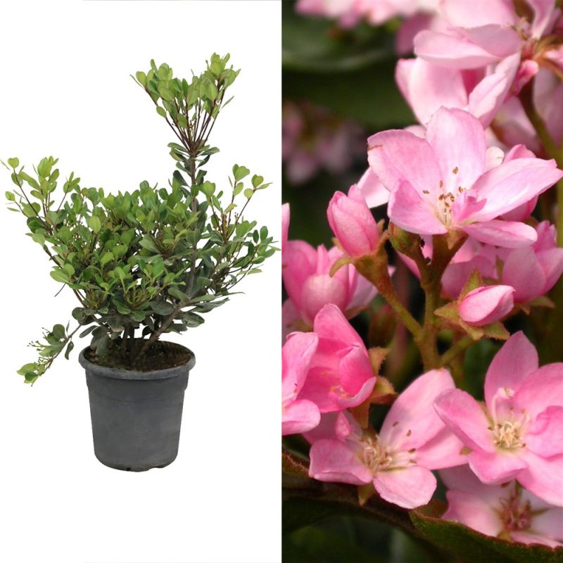 Rhaphiolepis indica springtime v.24 | Megatek