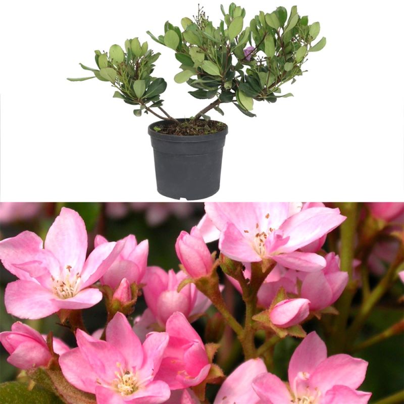 Rhaphiolepis indica springtime v.18 | Megatek