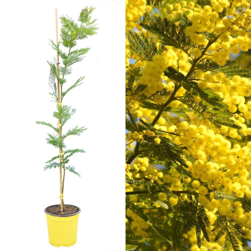 Acacia Dealbata Fiche Technique
