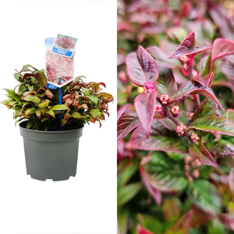 Leucothoe Axillaris Vaso 17 Cm - Arbusto Sempreverde Per Zone Ombreggiate - Foto 4