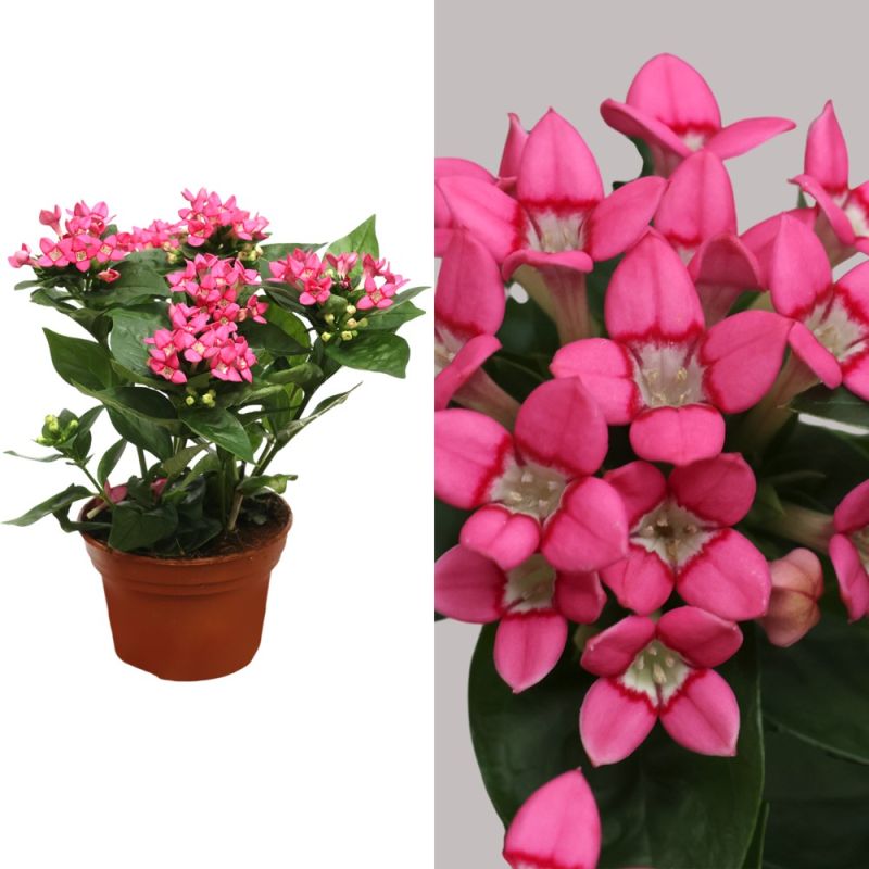 Bouvardia Amora Pflege