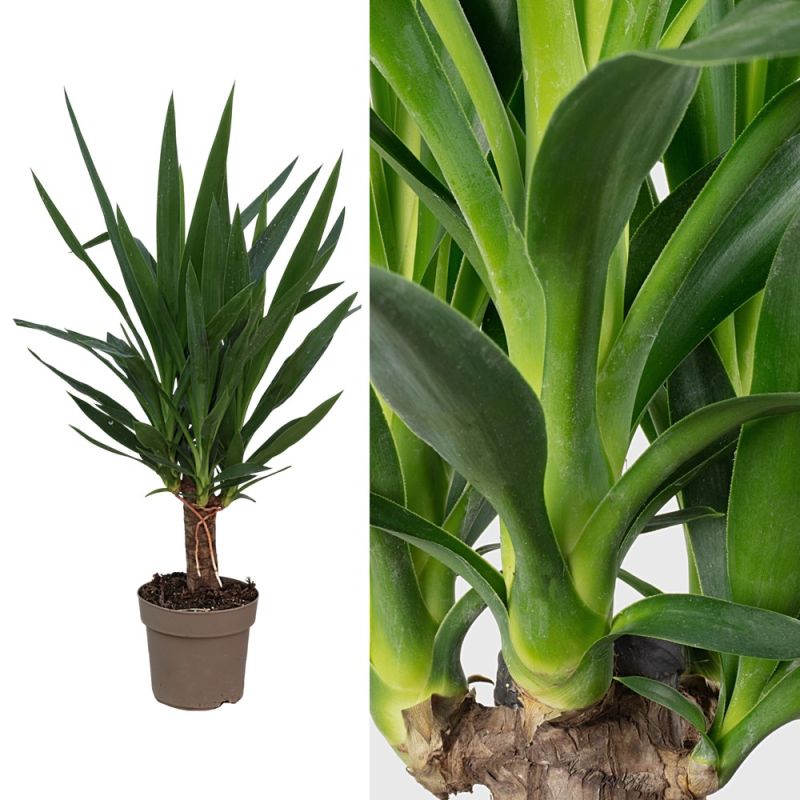 Yucca Plus Yucca 1 plant v.17 h.60-75 | Megatek