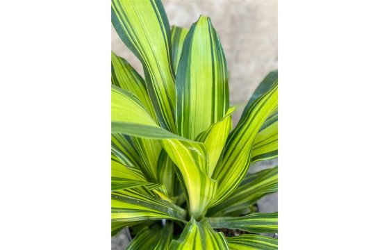 house plants dracena House Plants - Dracaena Tarzan main image 0